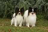 EPAGNEUL PAPILLON 027